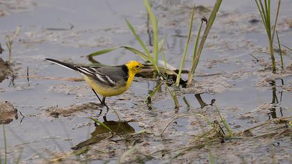 Sarıbaşlı kuyruksallayan