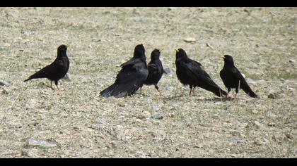 Sarıgagalı dağ kargası