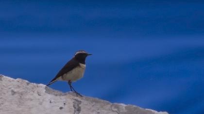 Kıbrıs kuyrukkakanı