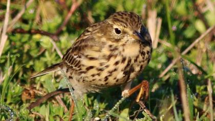 Kızılgerdanlı incirkuşu