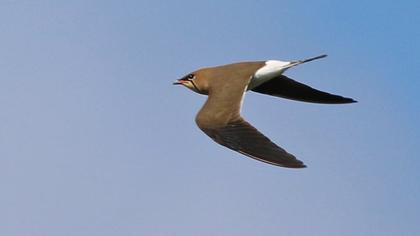 Bataklıkkırlangıcı