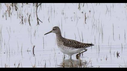 Orman düdükçünü