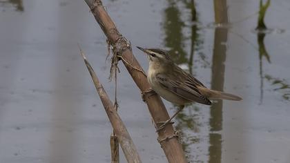 Kındıra kamışçını