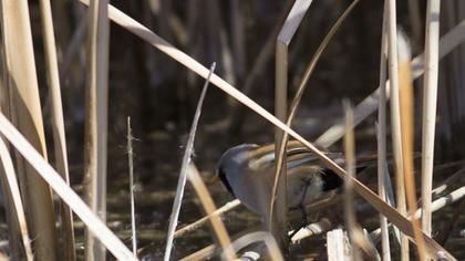Bıyıklı baştankara