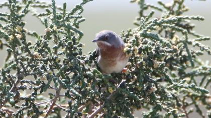 Bıyıklı ötleğen