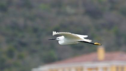 Küçük ak balıkçıl