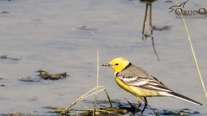 Sarıbaşlı kuyruksallayan