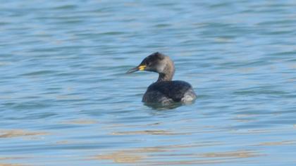 Kızılboyunlu batağan