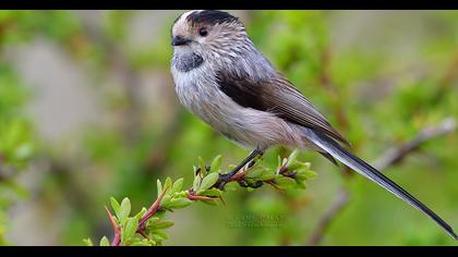Uzunkuyruklu baştankara
