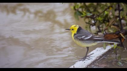 Sarıbaşlı kuyruksallayan