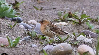 Kızılgerdanlı incirkuşu
