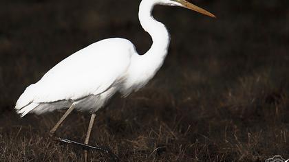 Büyük ak balıkçıl