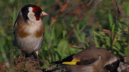 European Goldfinch