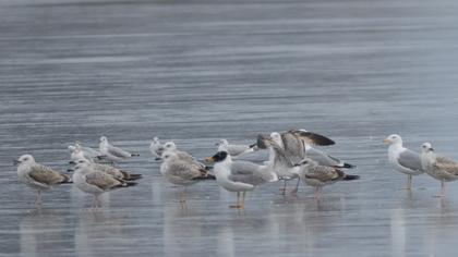 Büyük karabaş martı