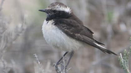 Kıbrıs kuyrukkakanı