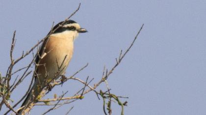 Maskeli örümcekkuşu