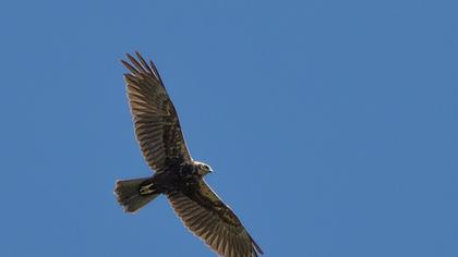 Western Marsh Harrier