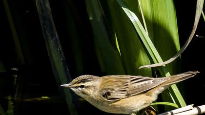 Kındıra kamışçını