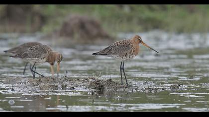 Black-tailed Godwit