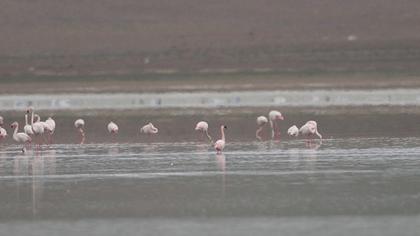 Lesser Flamingo