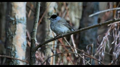 Karabaşlı ötleğen