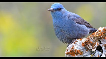 Blue Rock Thrush