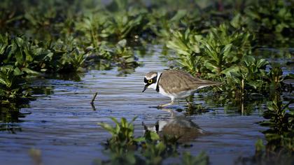 Halkalı küçük cılıbıt
