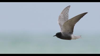 Black Tern