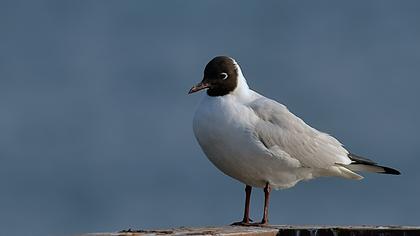 Black-headed Gull