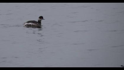 Karaboyunlu batağan