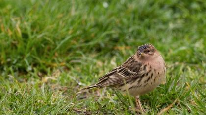 Kızılgerdanlı incirkuşu
