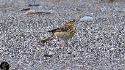 Tree Pipit