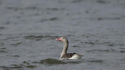 Greylag Goose