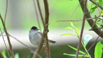 Karabaşlı ötleğen