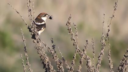 Kızılbaşlı örümcekkuşu