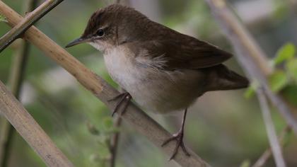Savi`s Warbler