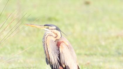 Erguvani balıkçıl