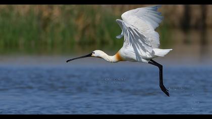Eurasian Spoonbill