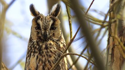 Kulaklı orman baykuşu