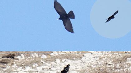 Sarıgagalı dağ kargası