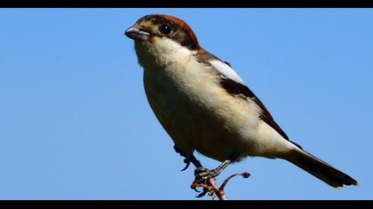 Kızılbaşlı örümcekkuşu