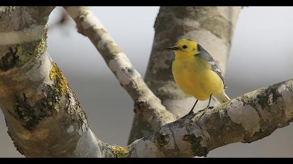 Sarıbaşlı kuyruksallayan