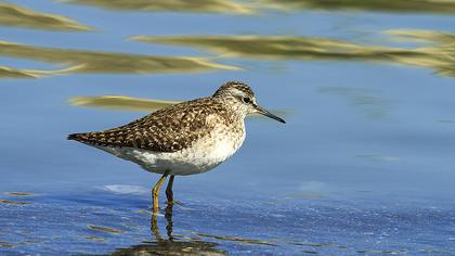 Orman düdükçünü