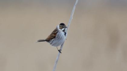 Bataklık Kirazkuşu