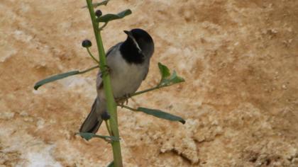 Karaboğazlı ötleğen