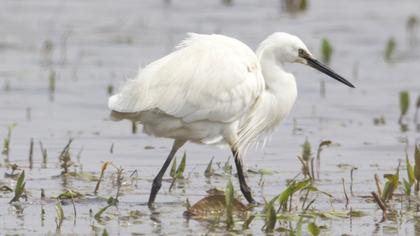 Küçük ak balıkçıl