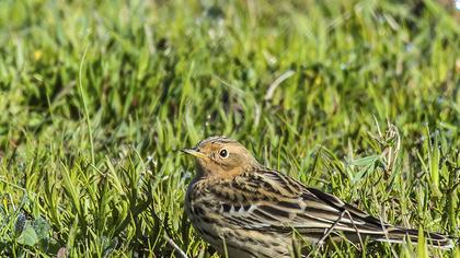 Kızılgerdanlı incirkuşu