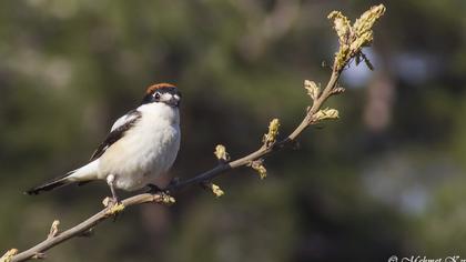 Kızılbaşlı örümcekkuşu