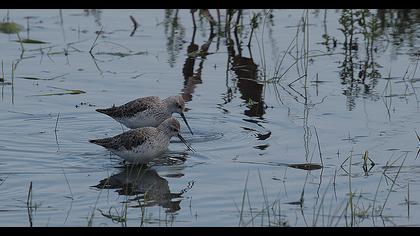 Bataklık düdükçünü