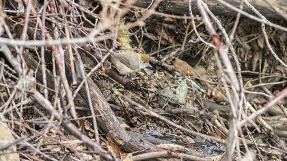 Karabaşlı ötleğen